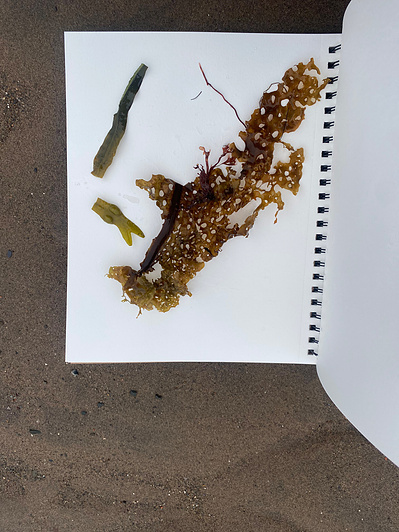 Gallery Image: the pre-printed materials for a Cyanotype print are laid out on a piece of white paper. There is a brown dotted splash on white paper with a few leaves and spindles of some material.