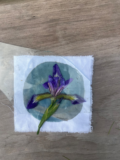 Gallery Image: the middle-stage of a Cyanotype print. On a white cloth is a blue circle, on the circle- still being printed- is a Purple-Siberian-Iris flower on its stem.