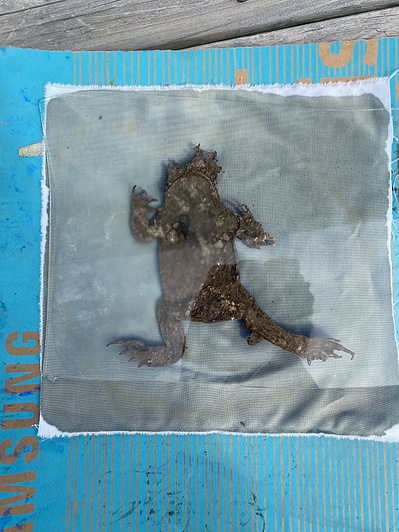 Gallery Image: the pre-printed material for a Cyanotype print is laid out on a white cloth  enclosed in a clear casing. The Material is the body of a brown amphibian.