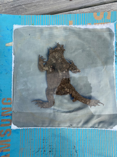 Gallery Image: the pre-printed material for a Cyanotype print is laid out on a white cloth  enclosed in a clear casing. The Material is the body of a brown amphibian.