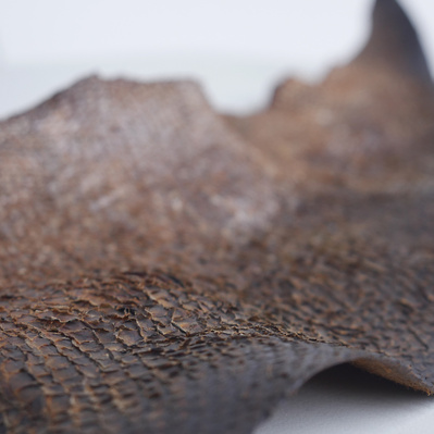 Dried and treated fish skin lays out on a white surface. The skin has a scaled  textured in places but is smooth along the lower edge of the material. Its colour is a gradient from dark deep brown to a light brown with white flecks.