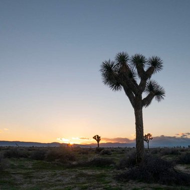 desert sunset with cactus plants