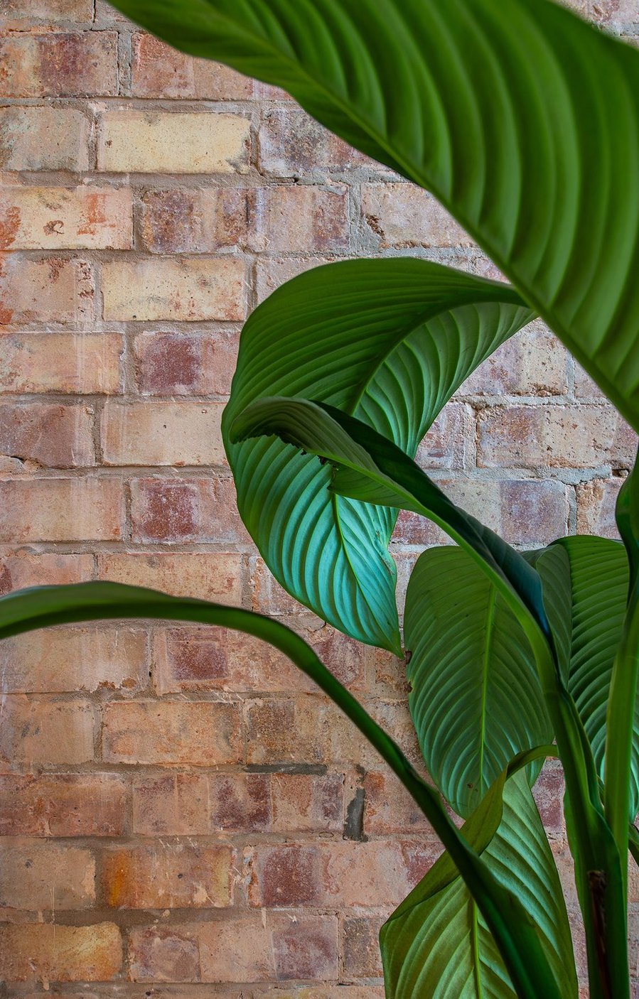 Green plant leaves in front of a textured brick wall.