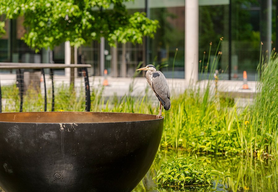 london lifestyle photography, bird perched on side of water feature