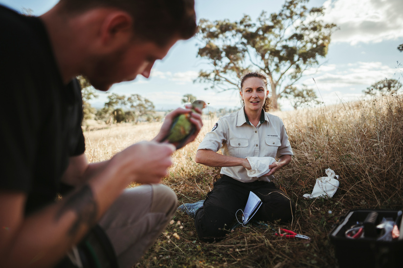 ANU PhD student McLean Cobden and Senior ecologist at the Environment Planning and Sustainable Development Directorate for ACT Laura Rayner prepare nestling superb parrots for banding, measuring and weighing, at the superb parrot nesting site at Throsby R