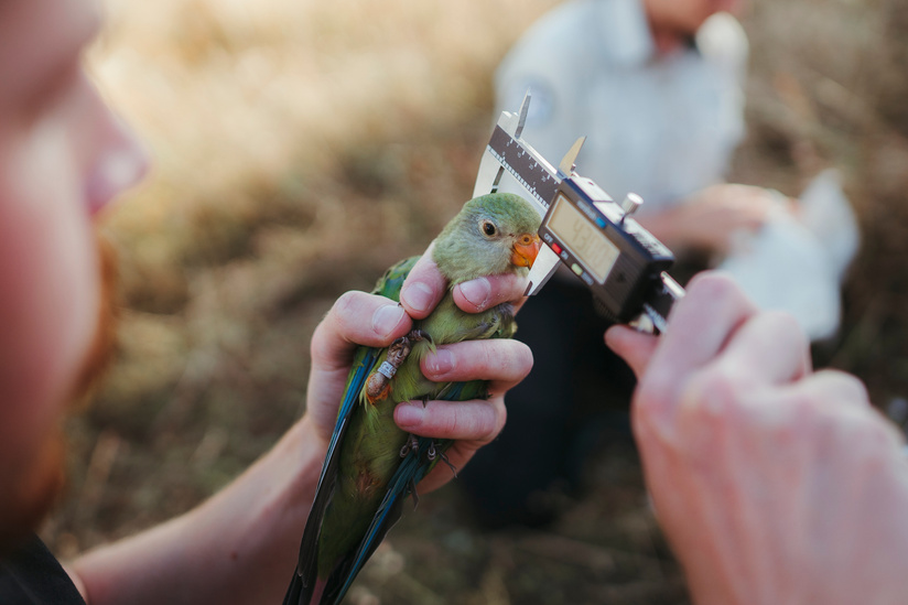ANU PhD student McLean Cobden measures the head of a nestling superb parrot at the superb parrot nesting site at Throsby Reserve, Tuesday, 15th of December 2020. Picture: Dion Georgopoulos - THE CANBERRA TIMES, ACM
