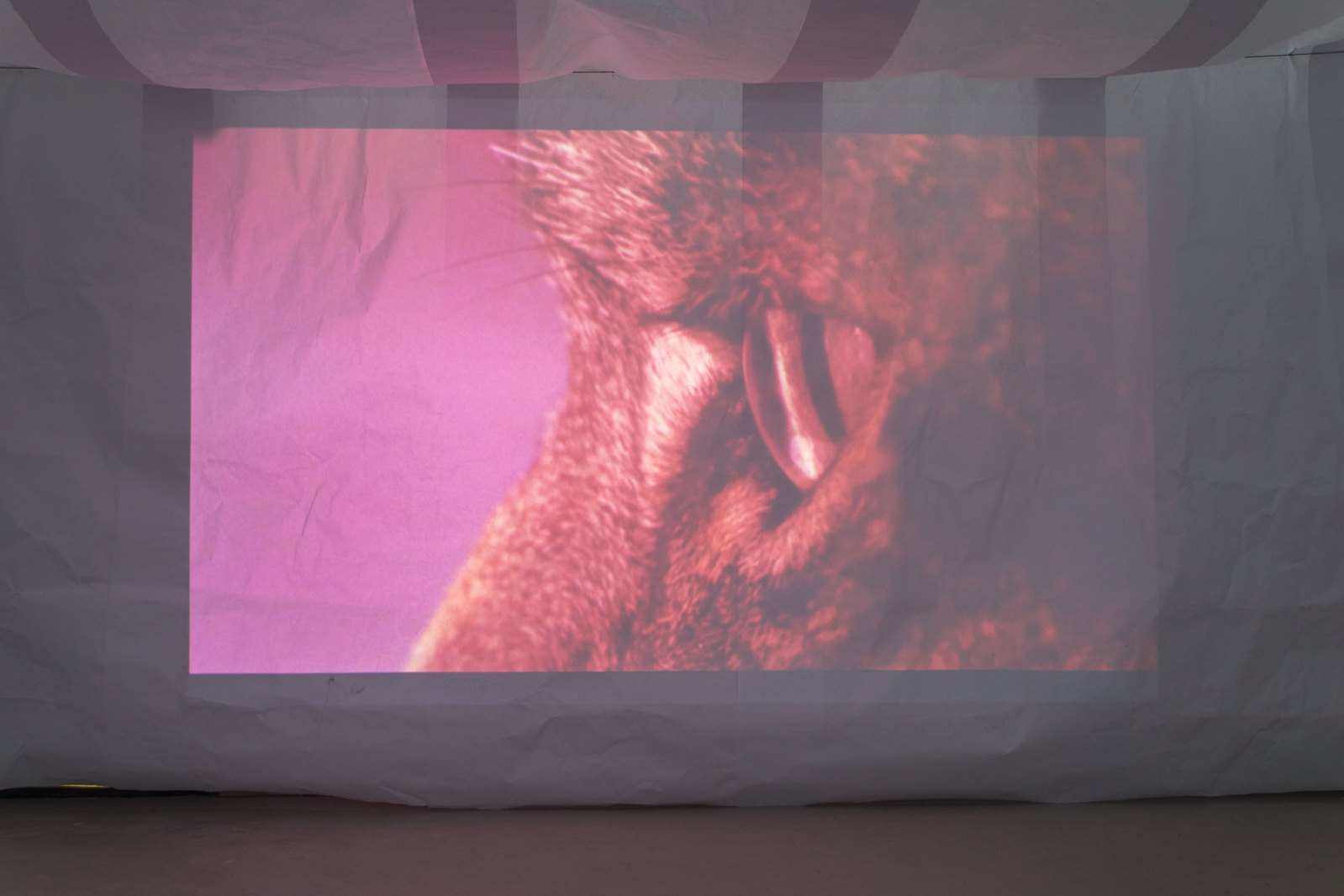Projection onto paper showing a purple tinted close-up of a cats eye. Jamie Kane