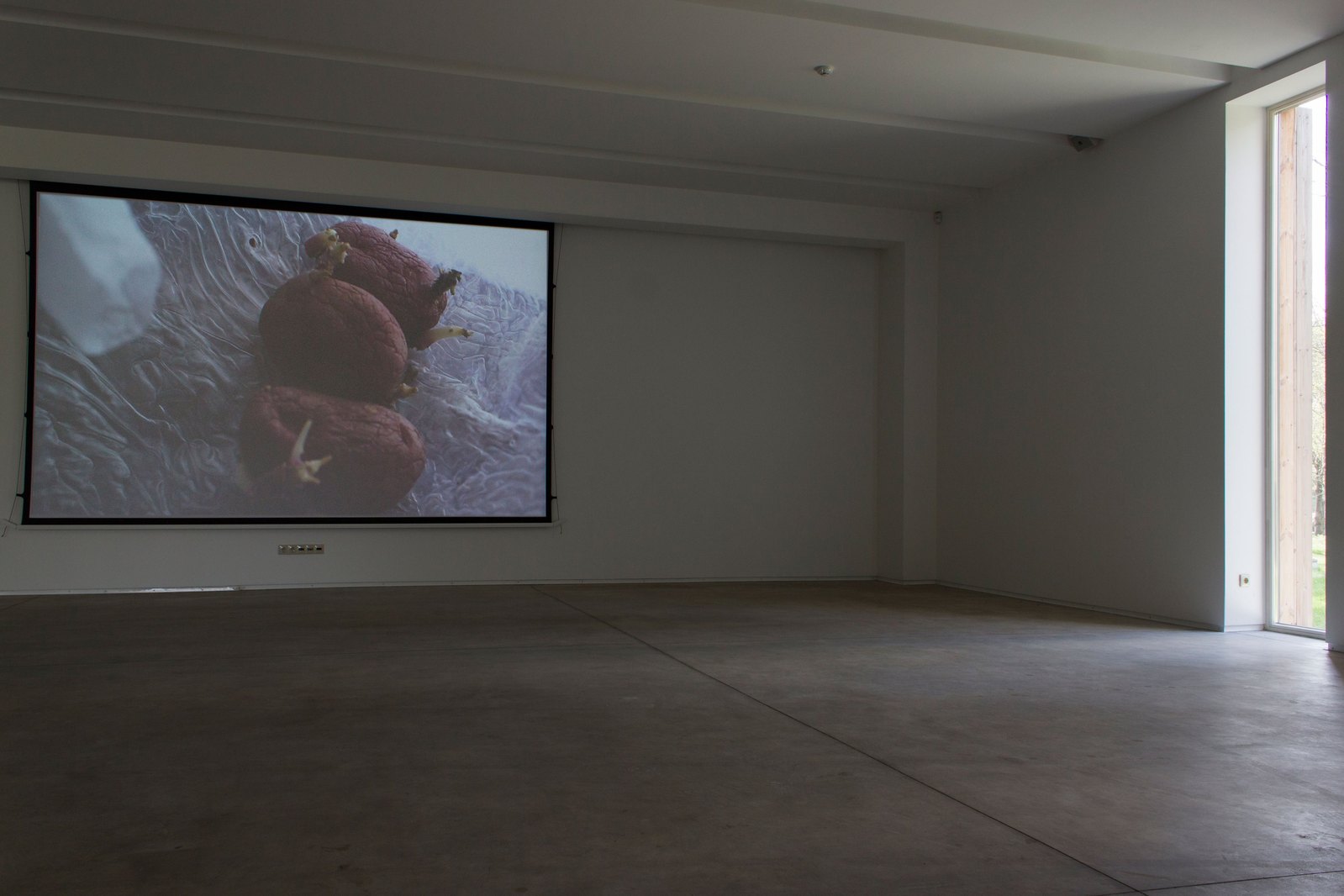 Big room with projection of potatoes