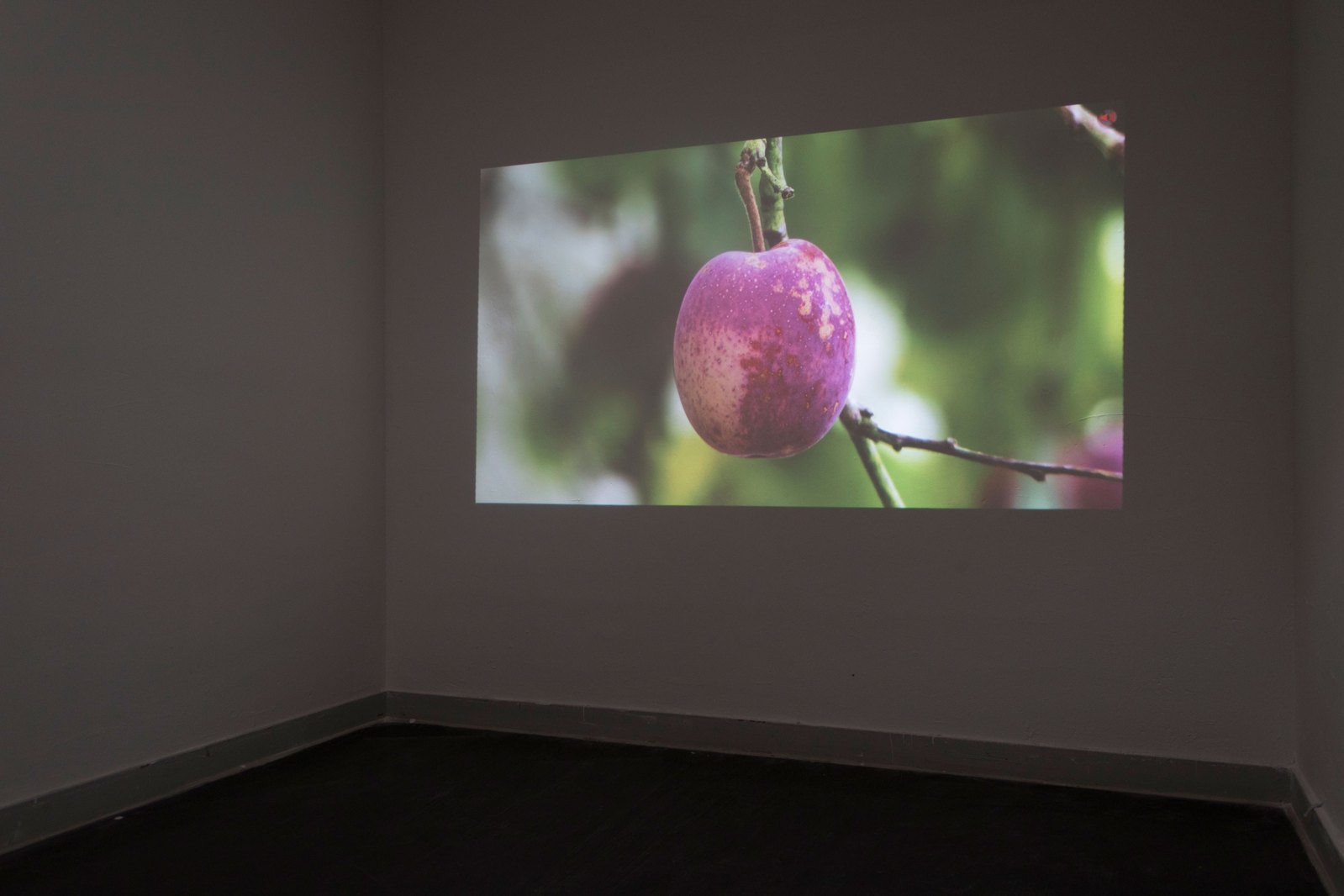 A video projection in a dark room, with an image of a plum . Jamie Kane
