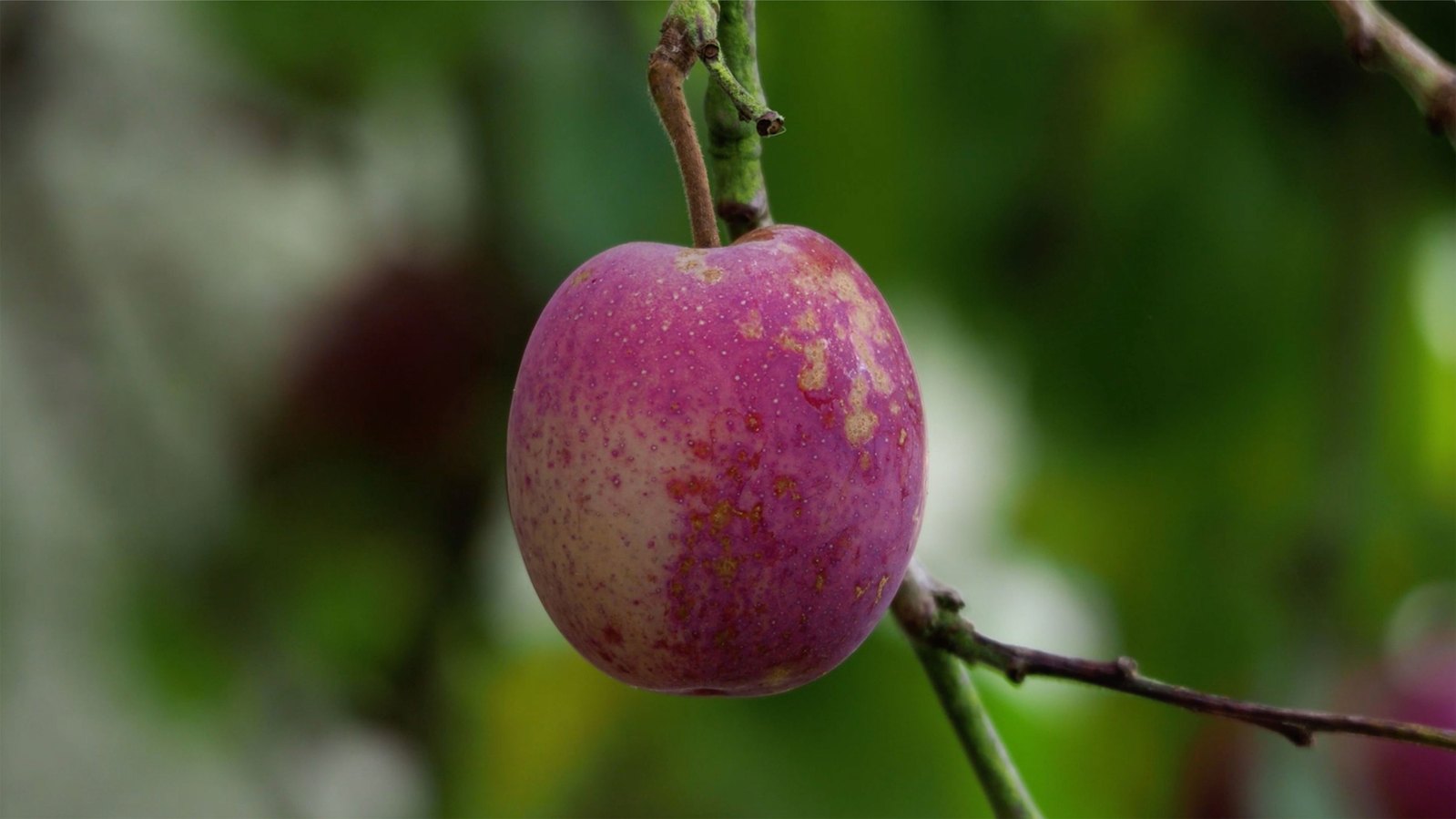 A purple plum seen close up, hanging from a branch. Jamie Kane