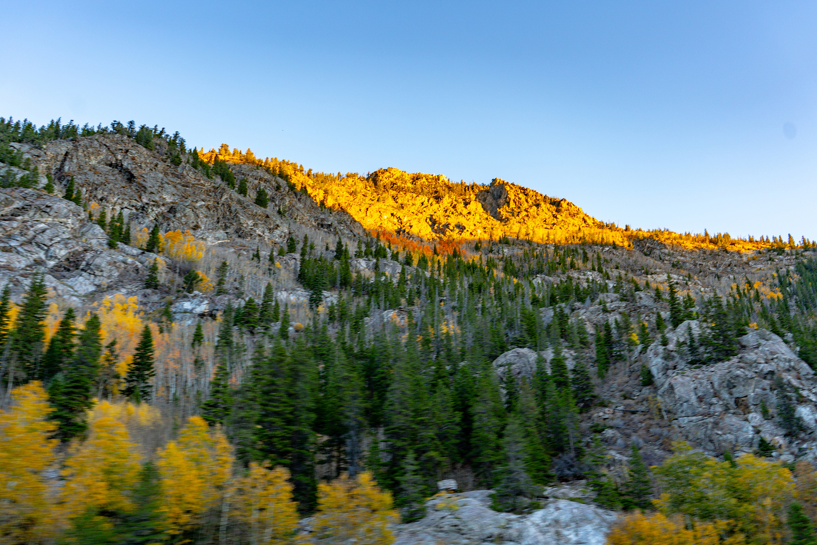 Fall foliage in the Rocky Mountains outside of Frisco, Colorado.