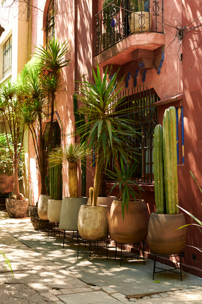 sidewalk with pink stucco building and potted plants in Mexico City