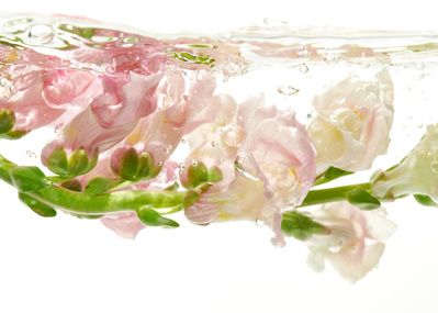 Delicate pink flowers submerged in water tank