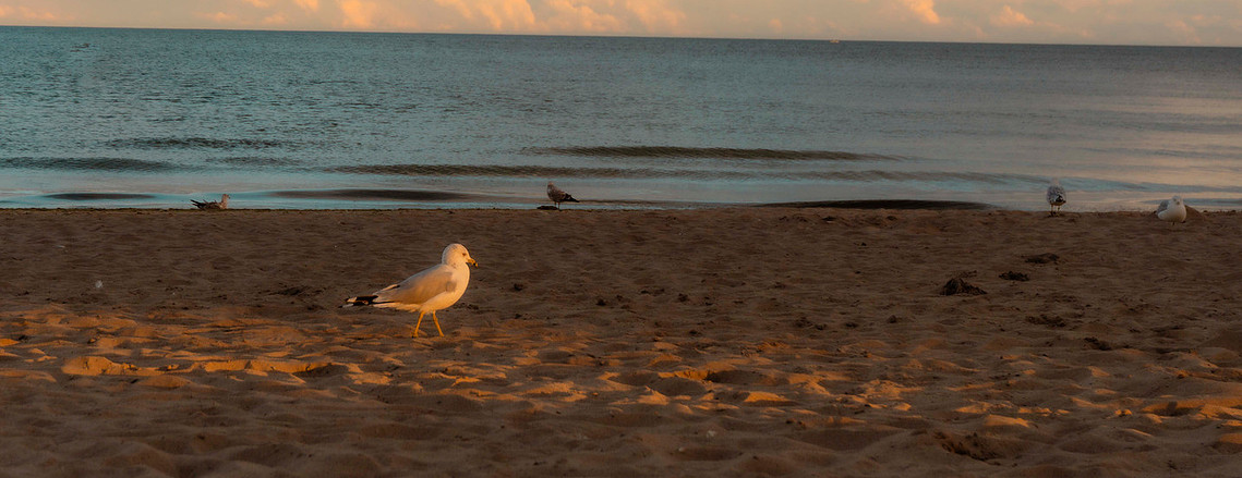 Seagull golden hour moment at the beach 