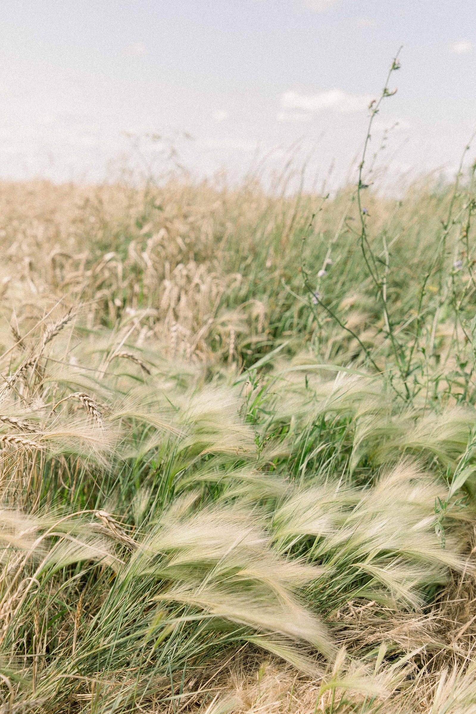 Photo of a wheat field in Rigaud, Quebec. Emily VanderBeek Photography. Montreal Photographer. Light & Airy photographer.
