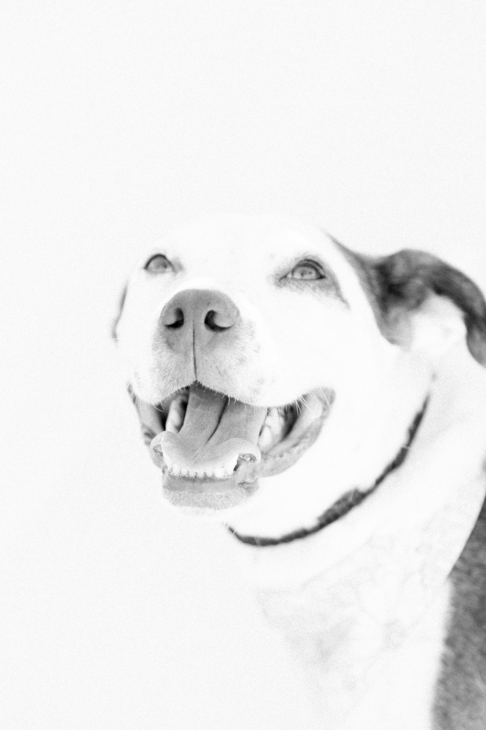 Black & white, light & airy photo of a dog looking at the camera. Emily VanderBeek Photography, Niagara portrait photographer, Niagara family photographer, candid photography, authentic photography, Ottawa portrait photographer, pet photography.