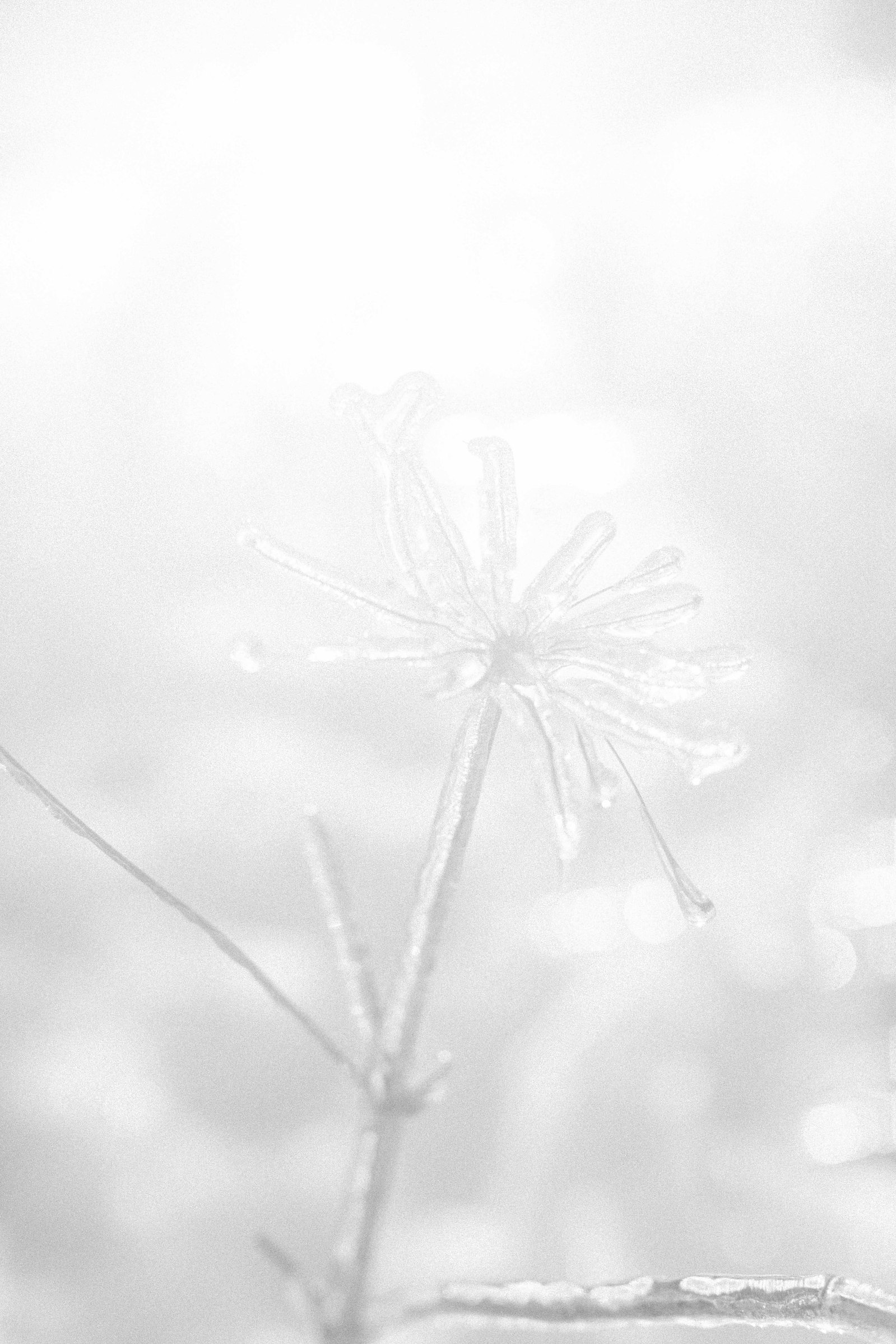 Black & white detailed close up photo of ice around plants. Emily VanderBeek Photography, nature photographer, Champlain Ontario, Discover Ontario, Niagara Photographer, Champlain Photographer, Vaudreuil-Soulanges Photographer.