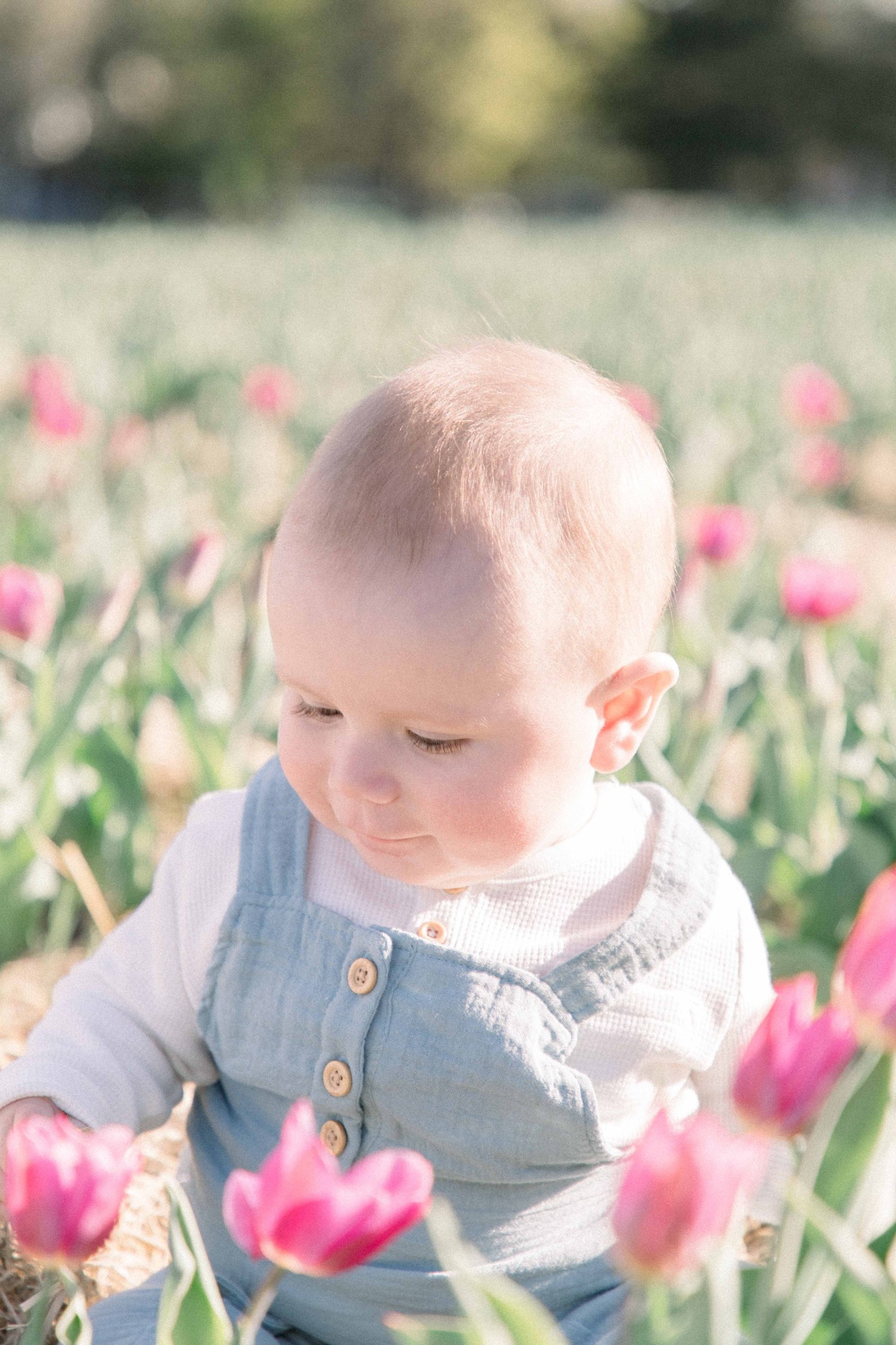 Portrait of baby boy fascinated by tulips while sitting in a tulip field. Vankleek Hill Portrait Photographer, L'Orignal, Champlain, Prescott-Russell, Family Photography, Candid Photography, Emily VanderBeek Photography.