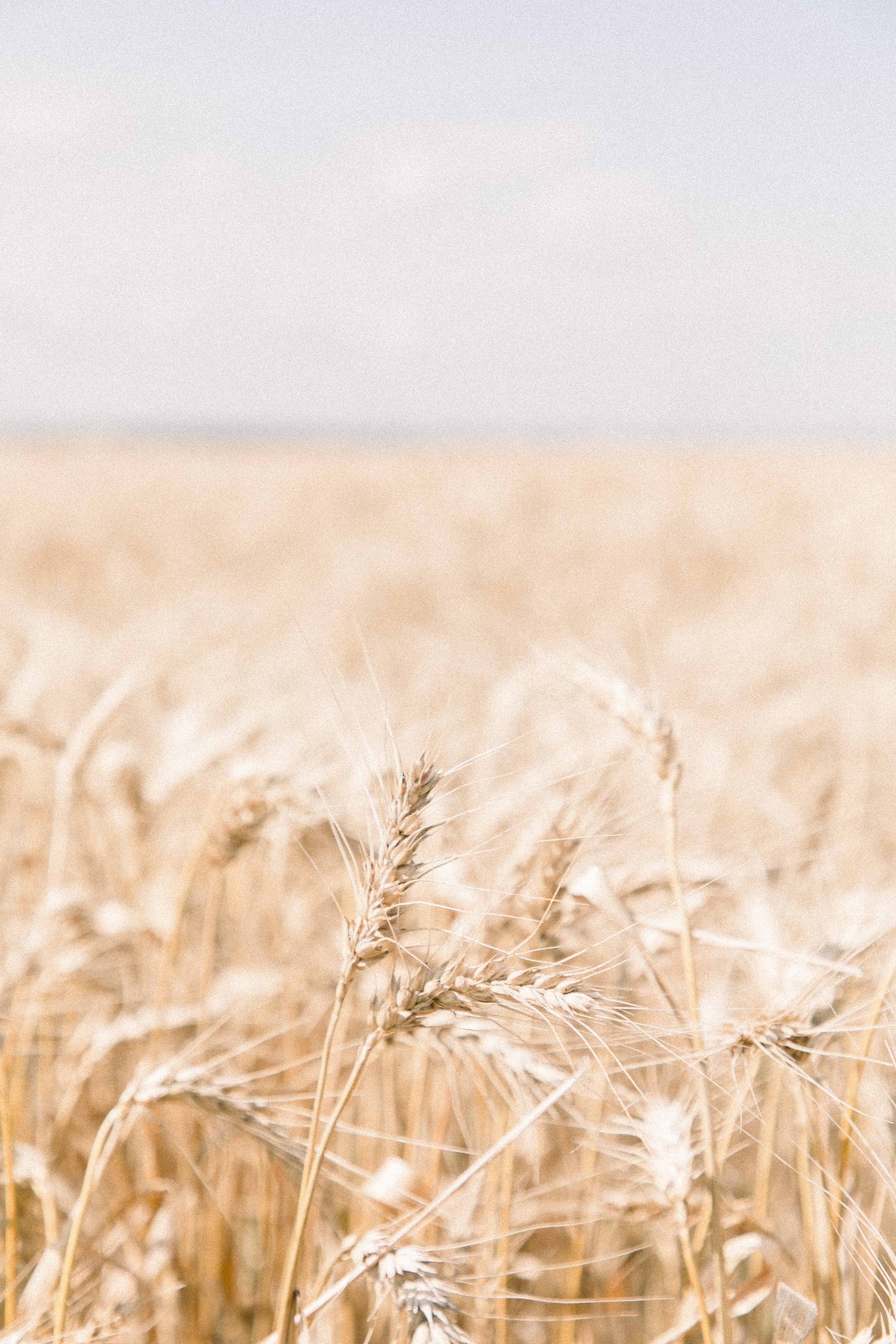 Photo of a wheat field in Rigaud, Quebec. Emily VanderBeek Photography. Montreal Photographer. Light & Airy photographer.