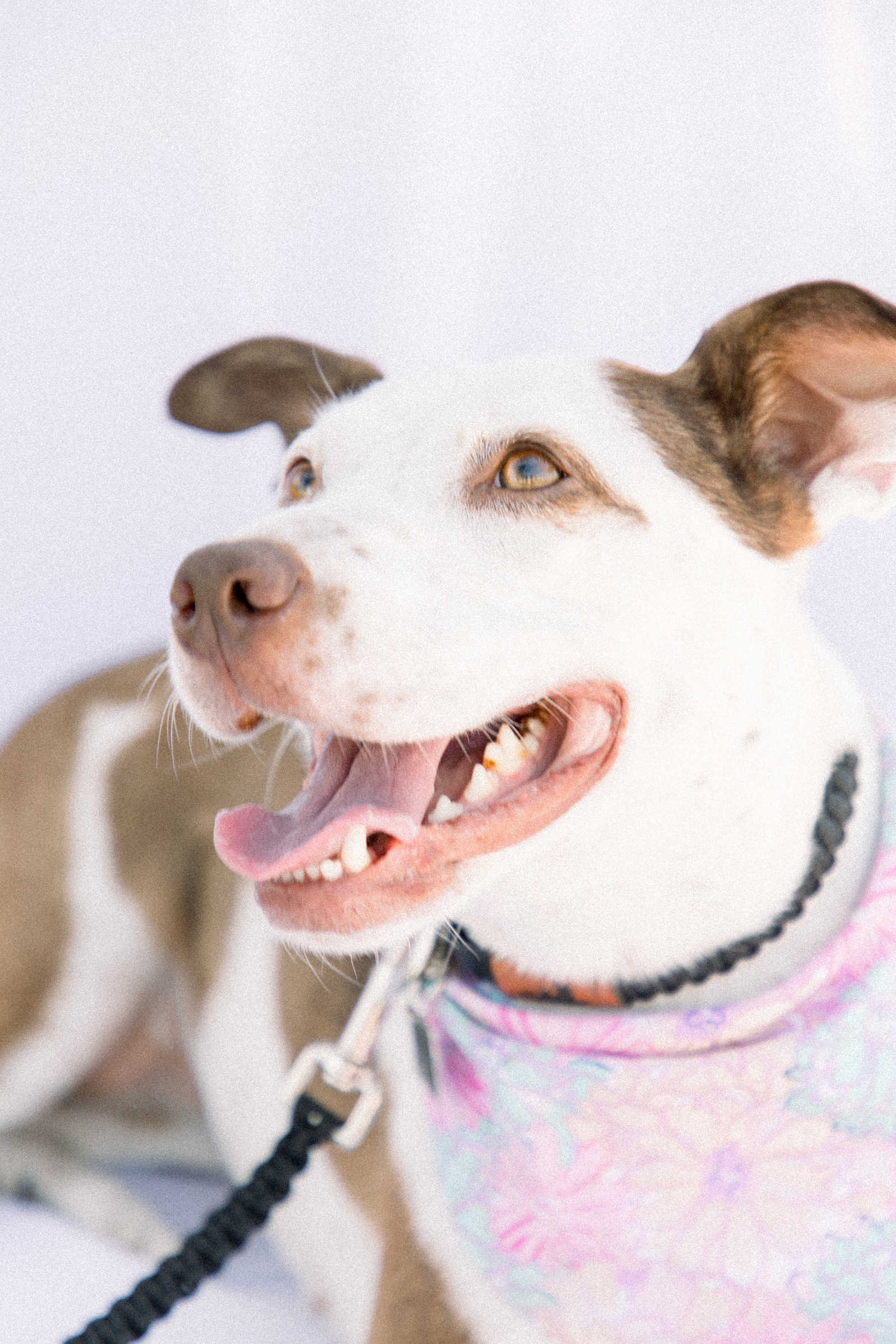 Light and airy photo of a big dog laying down, looking up at the camera. Emily VanderBeek Photography, Niagara portrait photographer, Niagara family photographer, candid photography, authentic photography, Ottawa portrait photographer, pet photography.