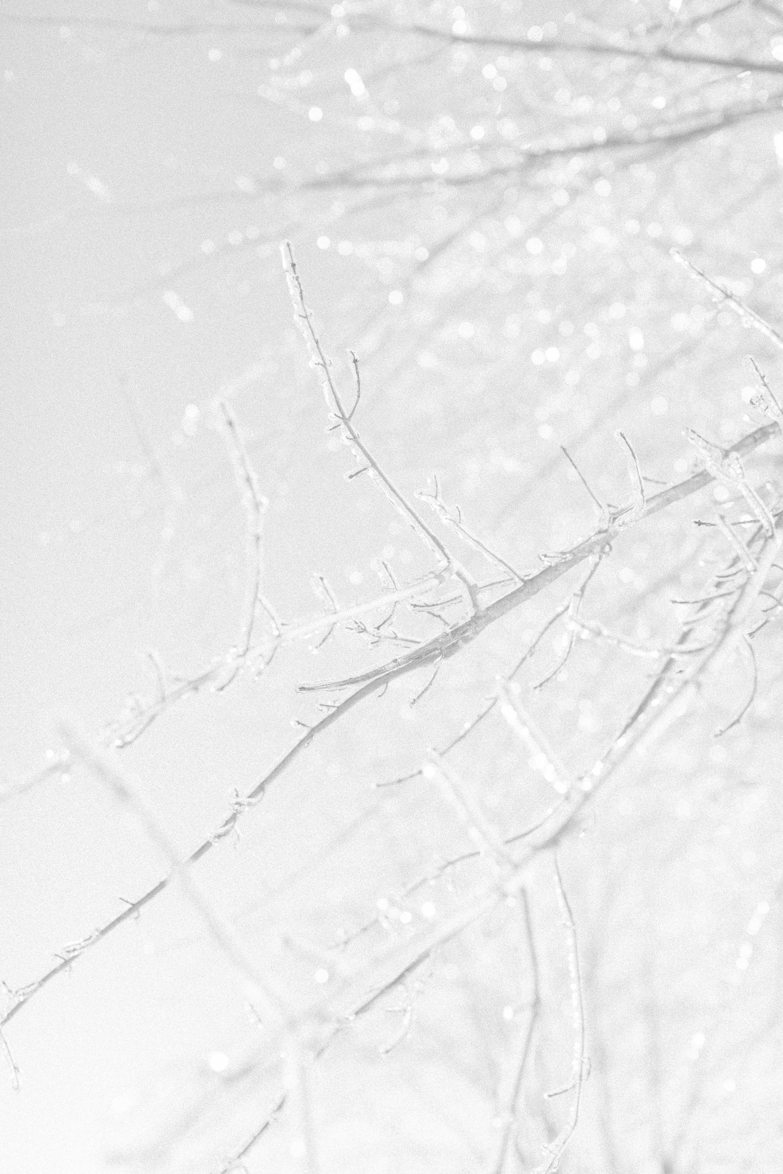 Black & white photo of ice around plants. Emily VanderBeek Photography, nature photographer, Champlain Ontario, Discover Ontario, Niagara Photographer, Champlain Photographer, Vaudreuil-Soulanges Photographer.