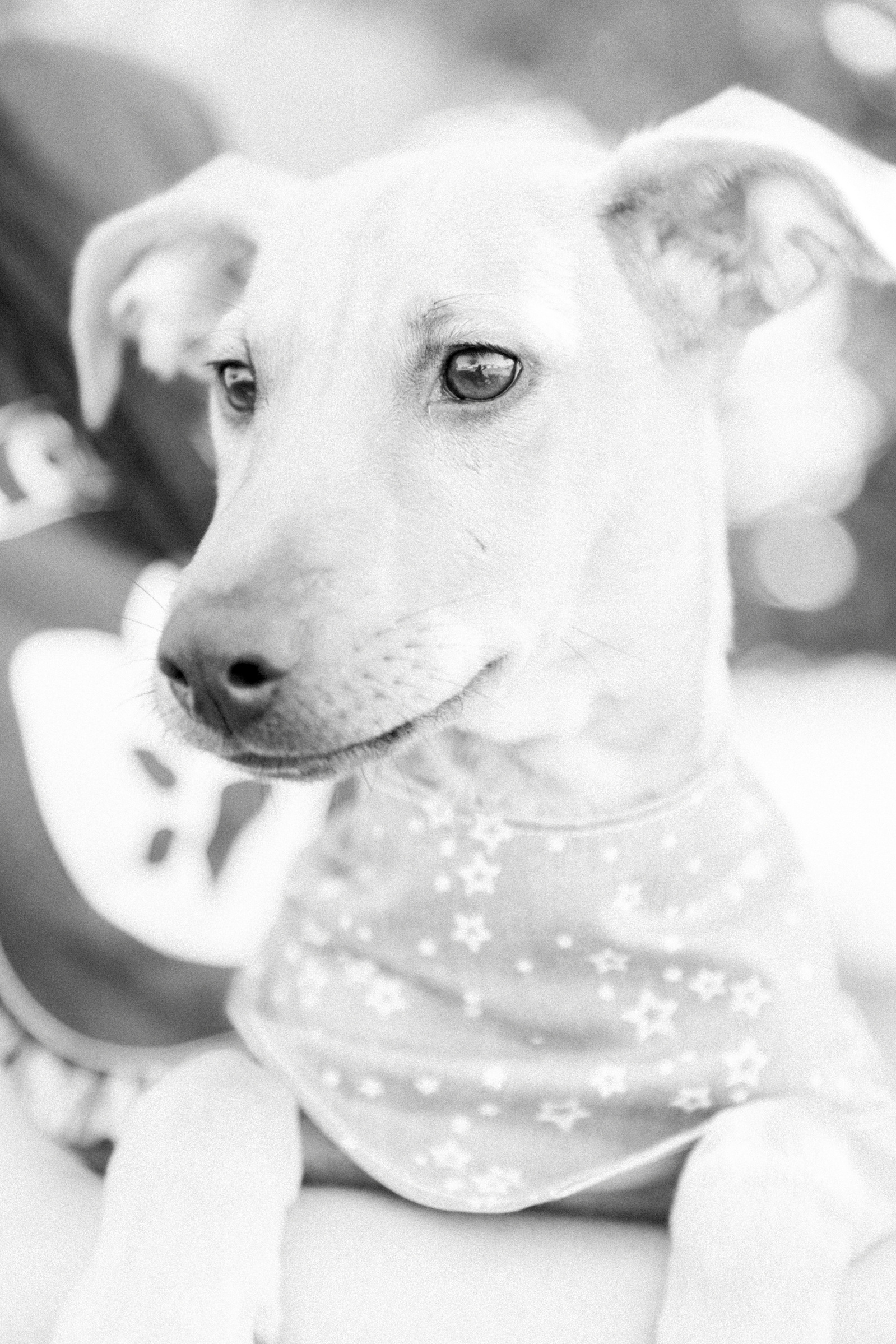Light and airy photo of a puppy wearing a bandana. Emily VanderBeek Photography, Niagara portrait photographer, Niagara family photographer, candid photography, authentic photography, Ottawa portrait photographer, pet photography. LCHS.