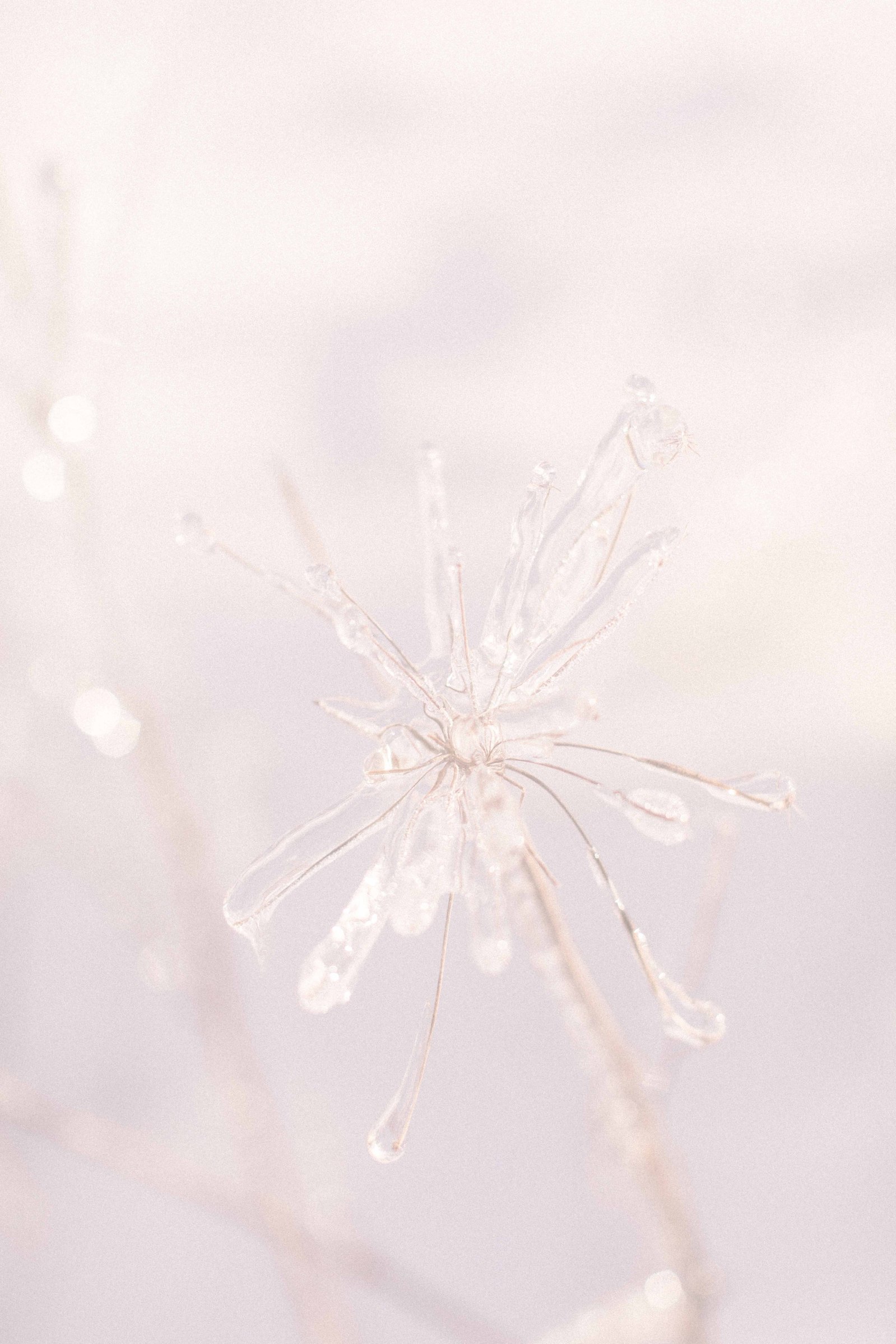 Detailed close up photo of ice around plants. Emily VanderBeek Photography, nature photographer, Champlain Ontario, Discover Ontario, Niagara Photographer, Champlain Photographer, Vaudreuil-Soulanges Photographer.