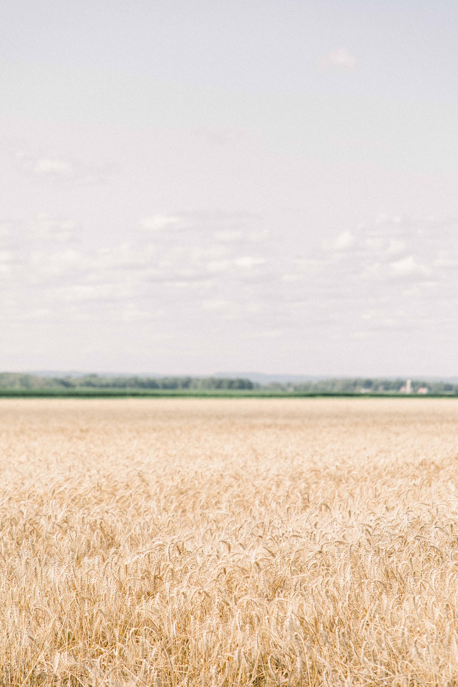 Photo of a wheat field in Rigaud, Quebec. Emily VanderBeek Photography. Montreal Photographer. Light & Airy photographer.