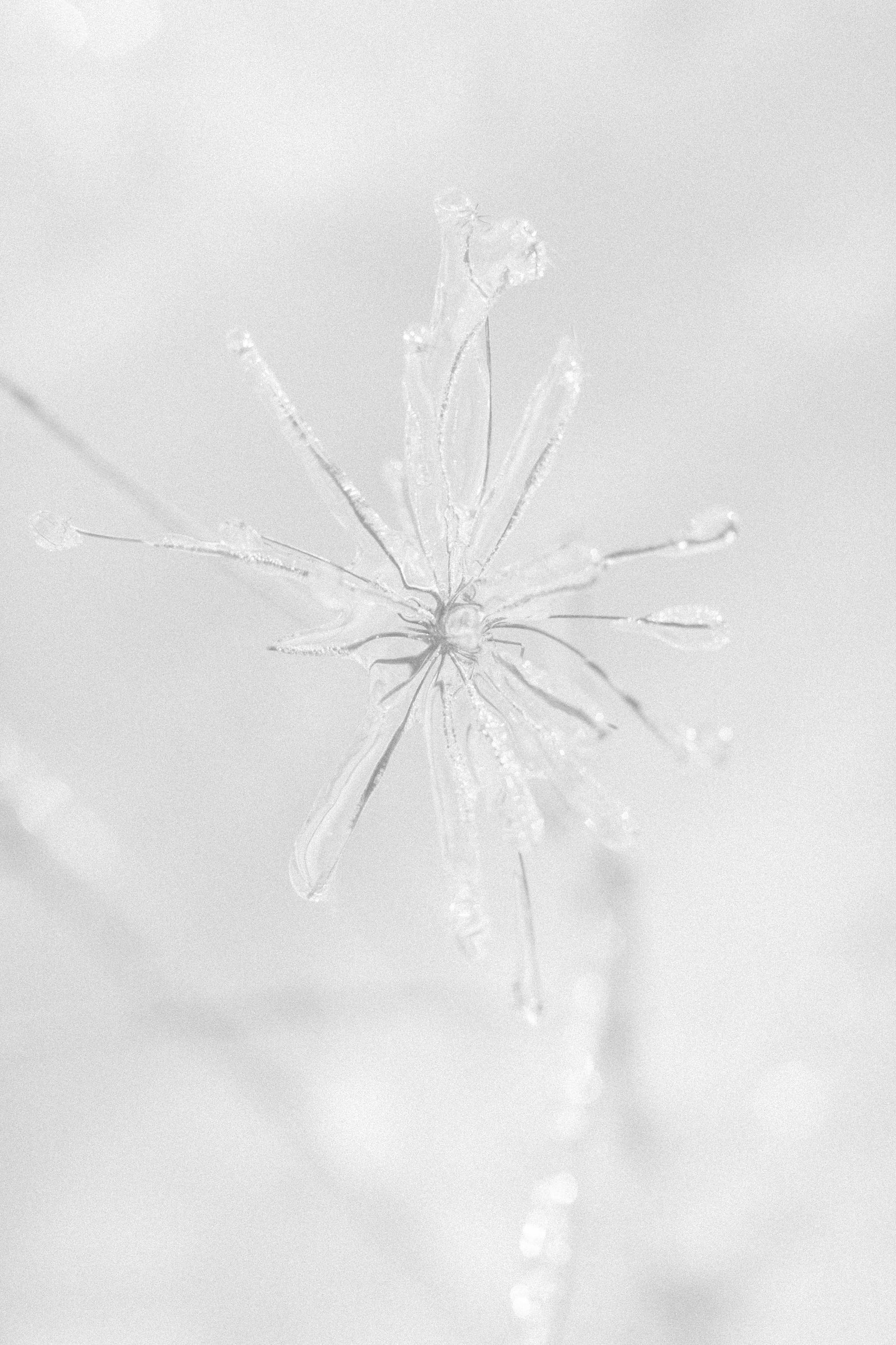 Black & white close up photo of ice around plants. Emily VanderBeek Photography, nature photographer, Champlain Ontario, Discover Ontario, Niagara Photographer, Champlain Photographer, Vaudreuil-Soulanges Photographer.
