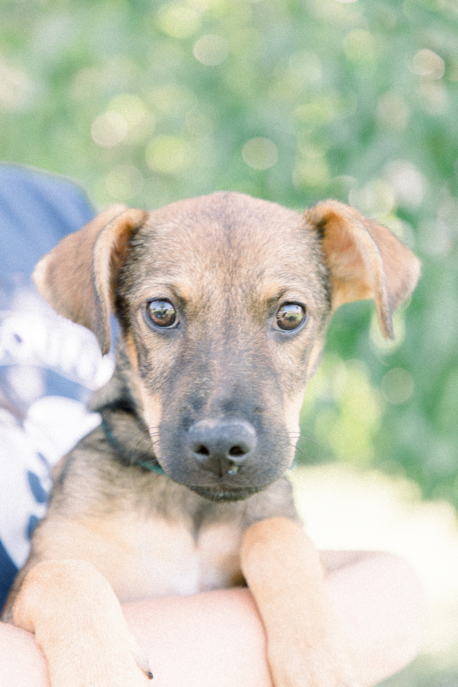 Light and airy photo of a puppy looking into the camera. Emily VanderBeek Photography, Niagara portrait photographer, Niagara family photographer, candid photography, authentic photography, Ottawa portrait photographer, pet photography. LCHS.
