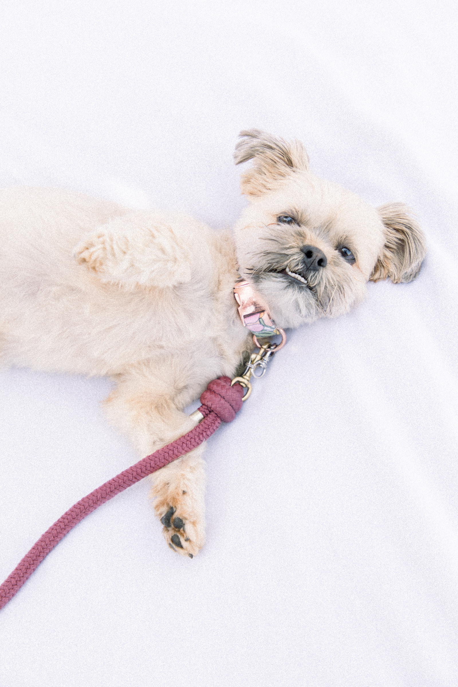 Light and airy photo of a small dog laying down, looking up at the camera. Emily VanderBeek Photography, Niagara portrait photographer, Niagara family photographer, candid photography, authentic photography, Ottawa portrait photographer, pet photography.