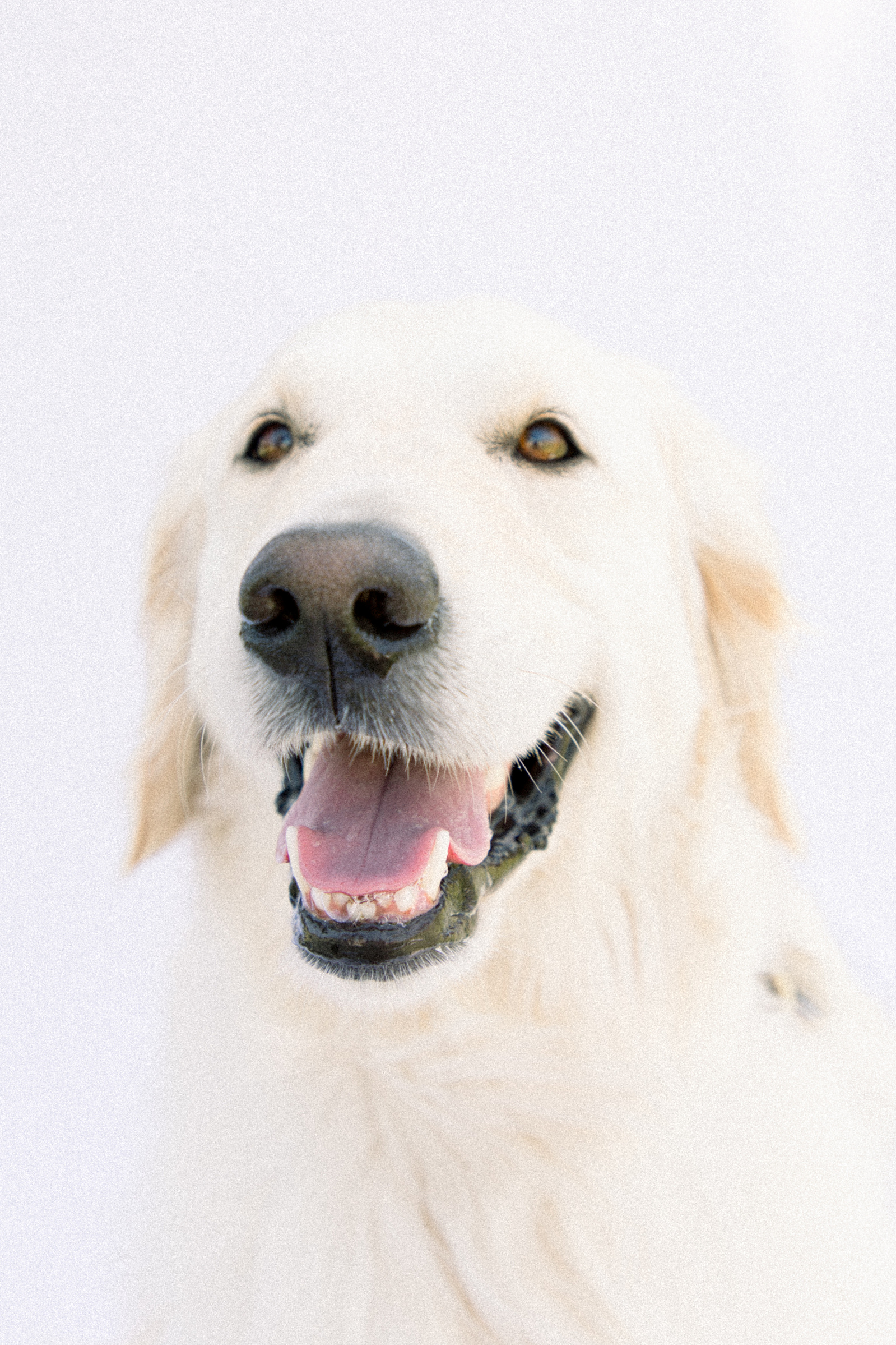 Light and airy photo of a big dog sitting down, looking up at the camera. Emily VanderBeek Photography, Niagara portrait photographer, Niagara family photographer, candid photography, authentic photography, Ottawa portrait photographer, pet photography.