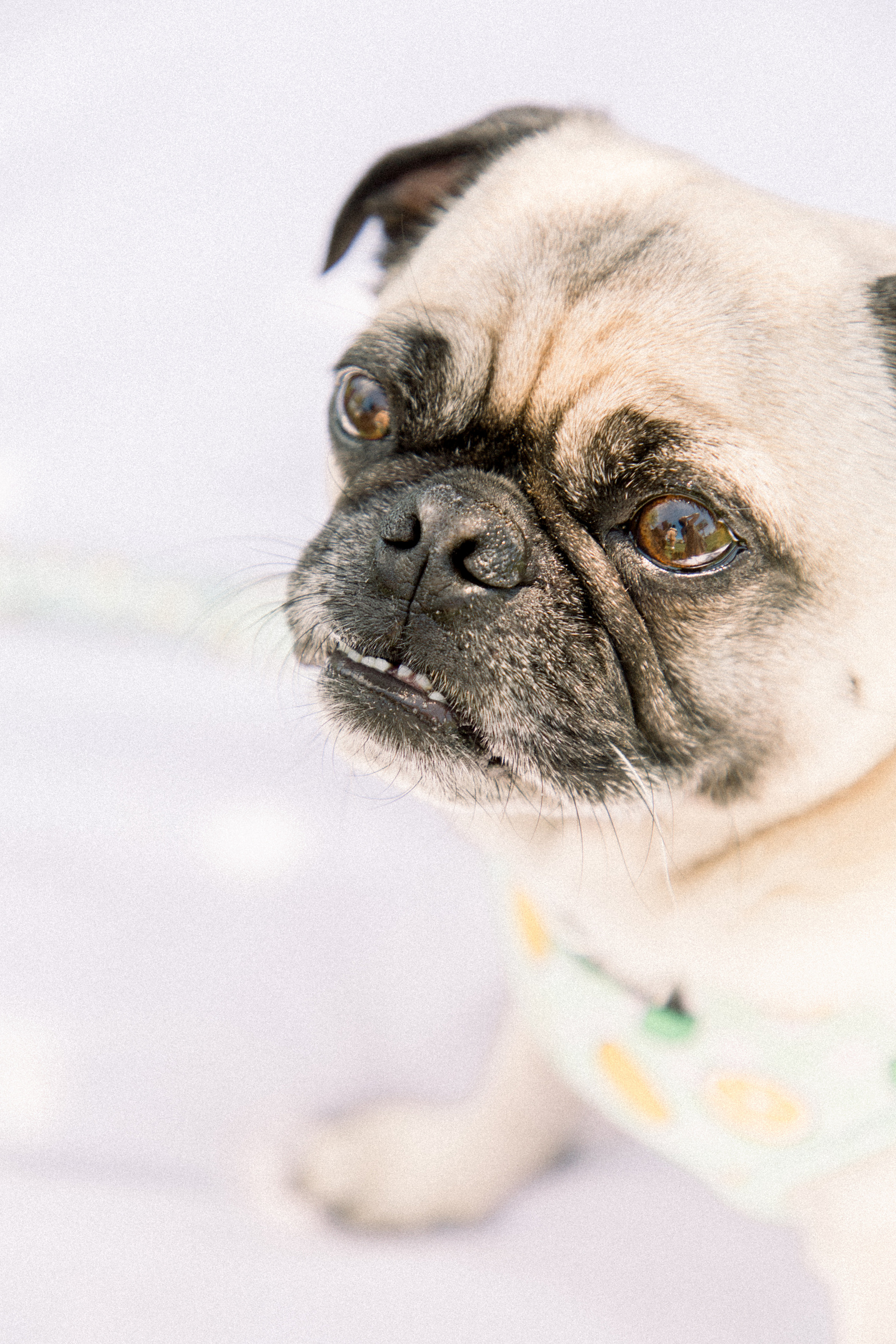 Light and airy photo of a small dog laying down, looking into the distance. Emily VanderBeek Photography, Niagara portrait photographer, Niagara family photographer, candid photography, authentic photography, Ottawa portrait photographer, pet photography.