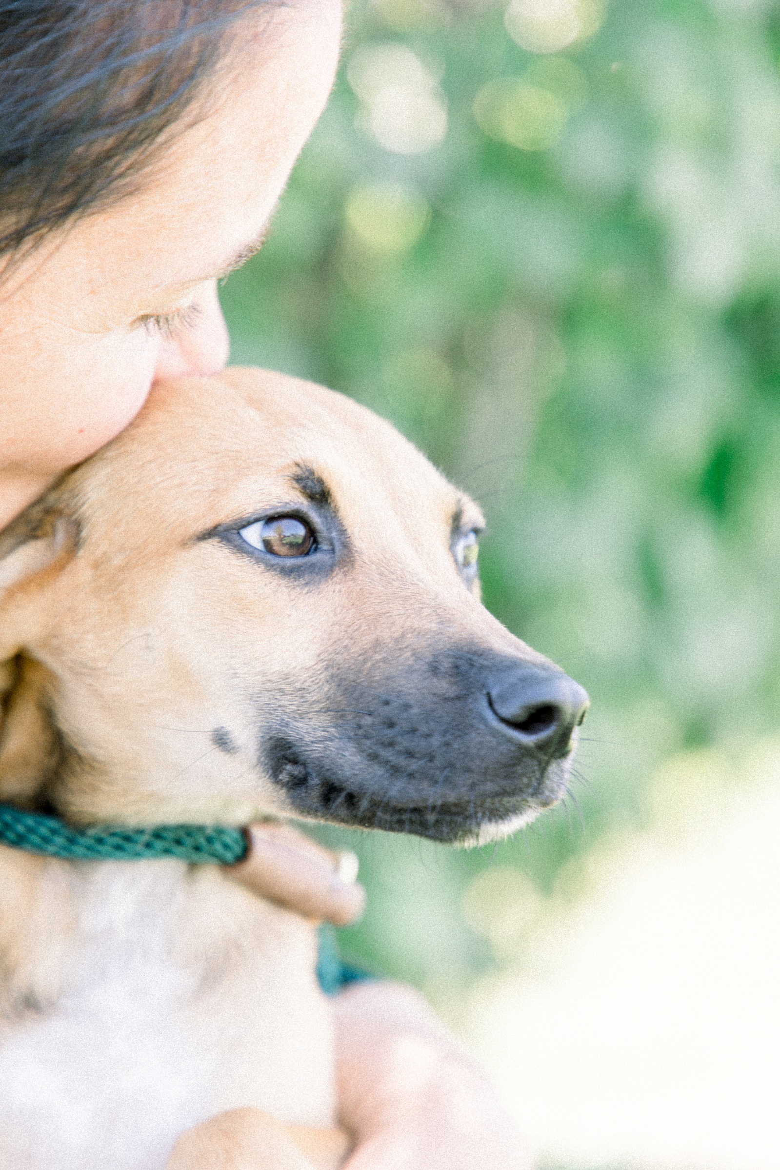 Light and airy photo of a woman kissing puppy on the cheek. Emily VanderBeek Photography, Niagara portrait photographer, Niagara family photographer, candid photography, authentic photography, Ottawa portrait photographer, pet photography. LCHS.