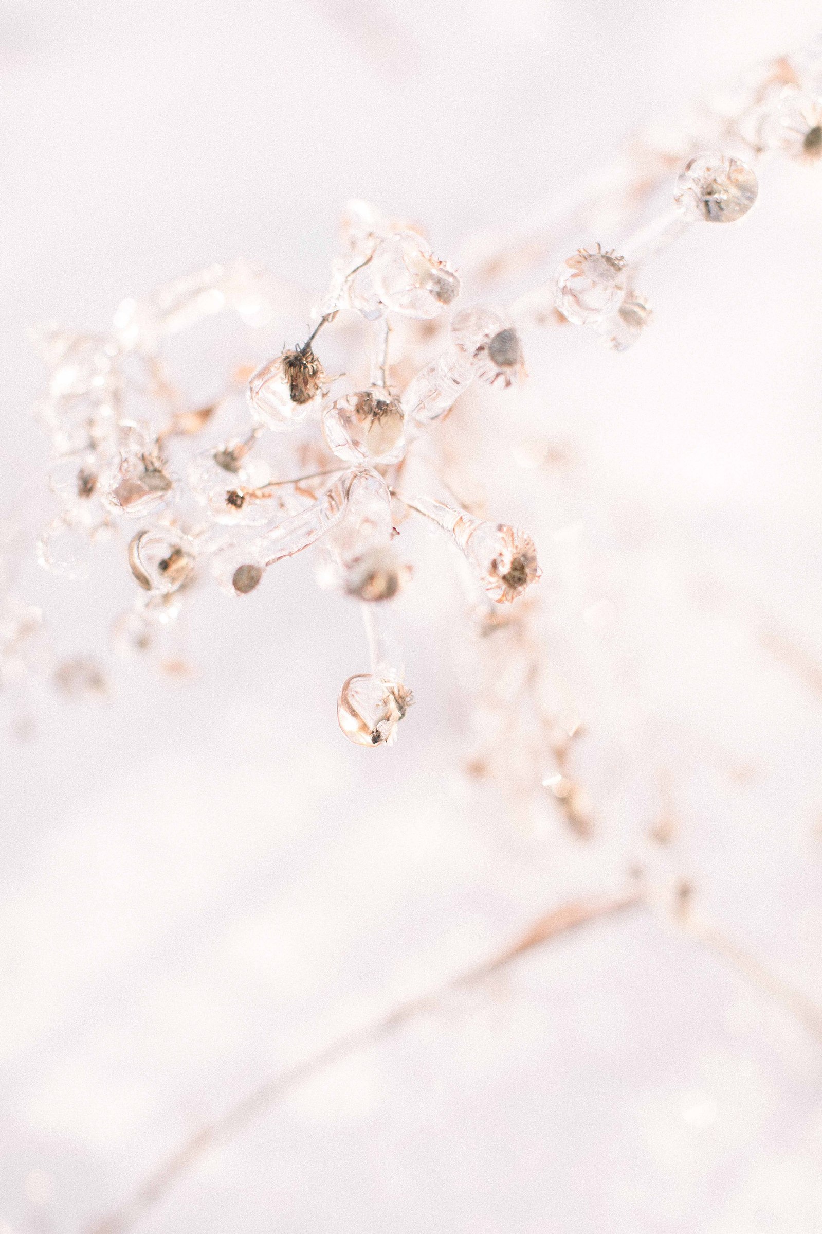 Close up detailed photo of ice around plants. Emily VanderBeek Photography, nature photographer, Champlain Ontario, Discover Ontario, Niagara Photographer, Champlain Photographer, Vaudreuil-Soulanges Photographer.