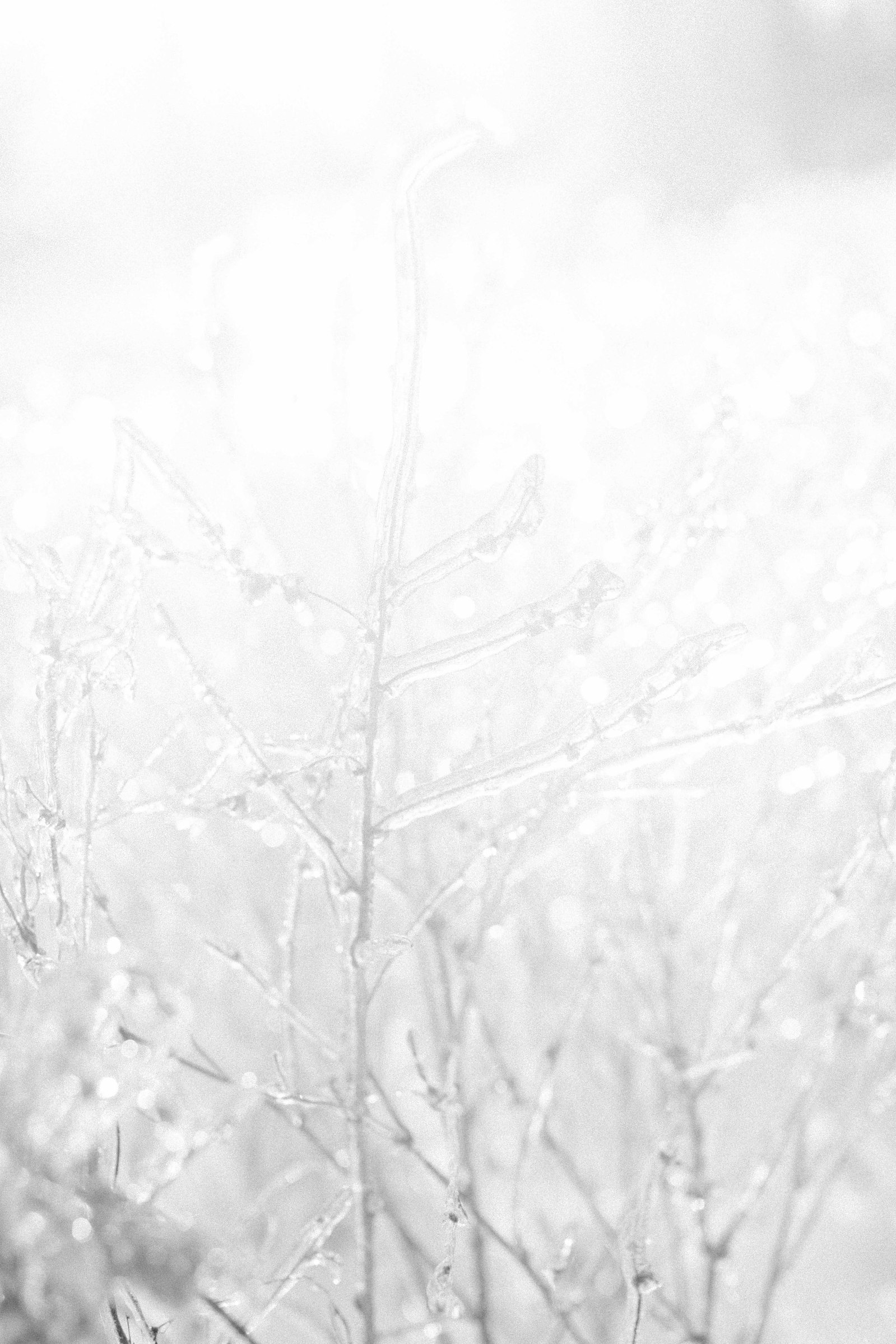 Black & white detailed photo of ice around plants. Emily VanderBeek Photography, nature photographer, Champlain Ontario, Discover Ontario, Niagara Photographer, Champlain Photographer, Vaudreuil-Soulanges Photographer.