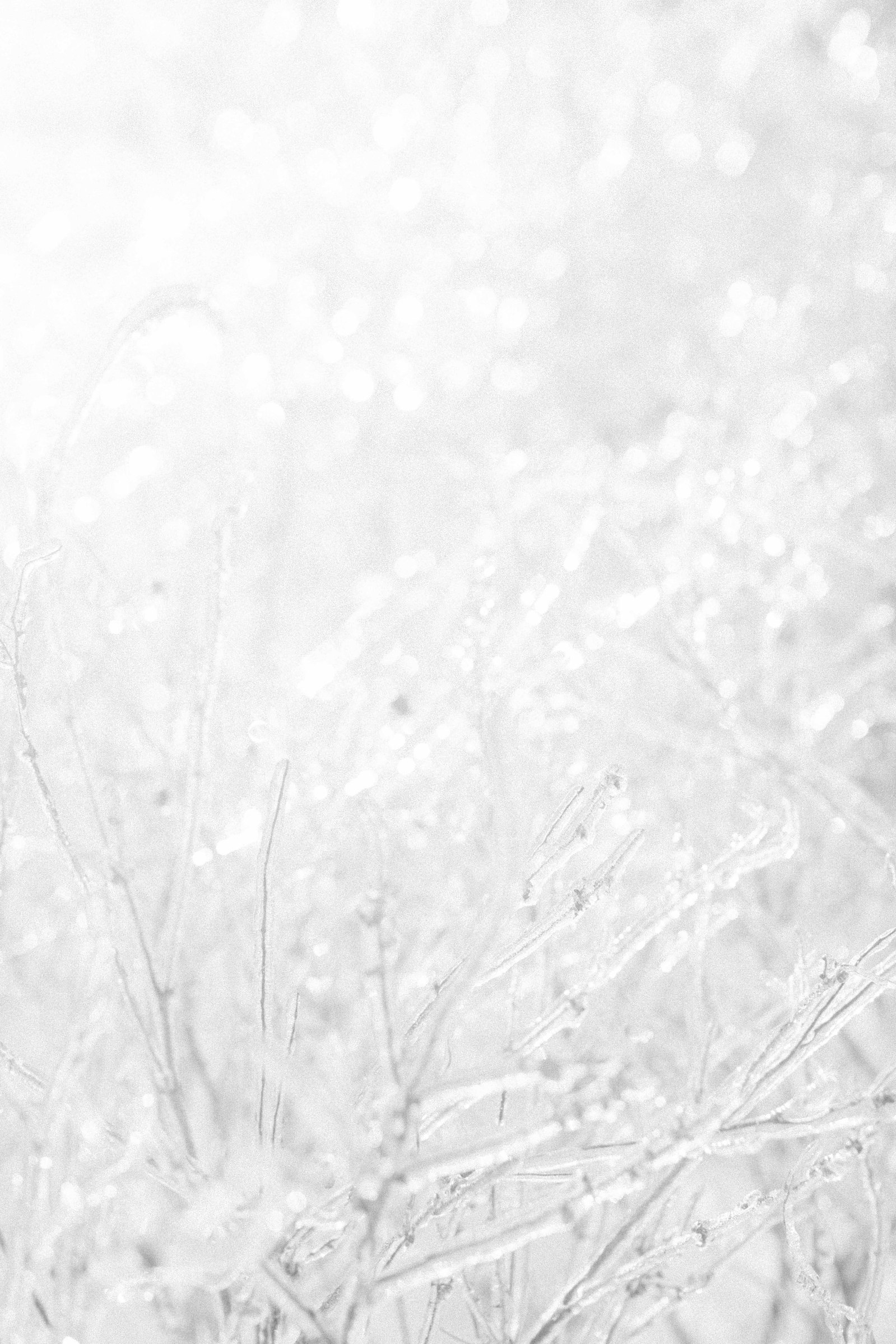 Black & white detailed photo of ice around plants. Emily VanderBeek Photography, nature photographer, Champlain Ontario, Discover Ontario, Niagara Photographer, Champlain Photographer, Vaudreuil-Soulanges Photographer.