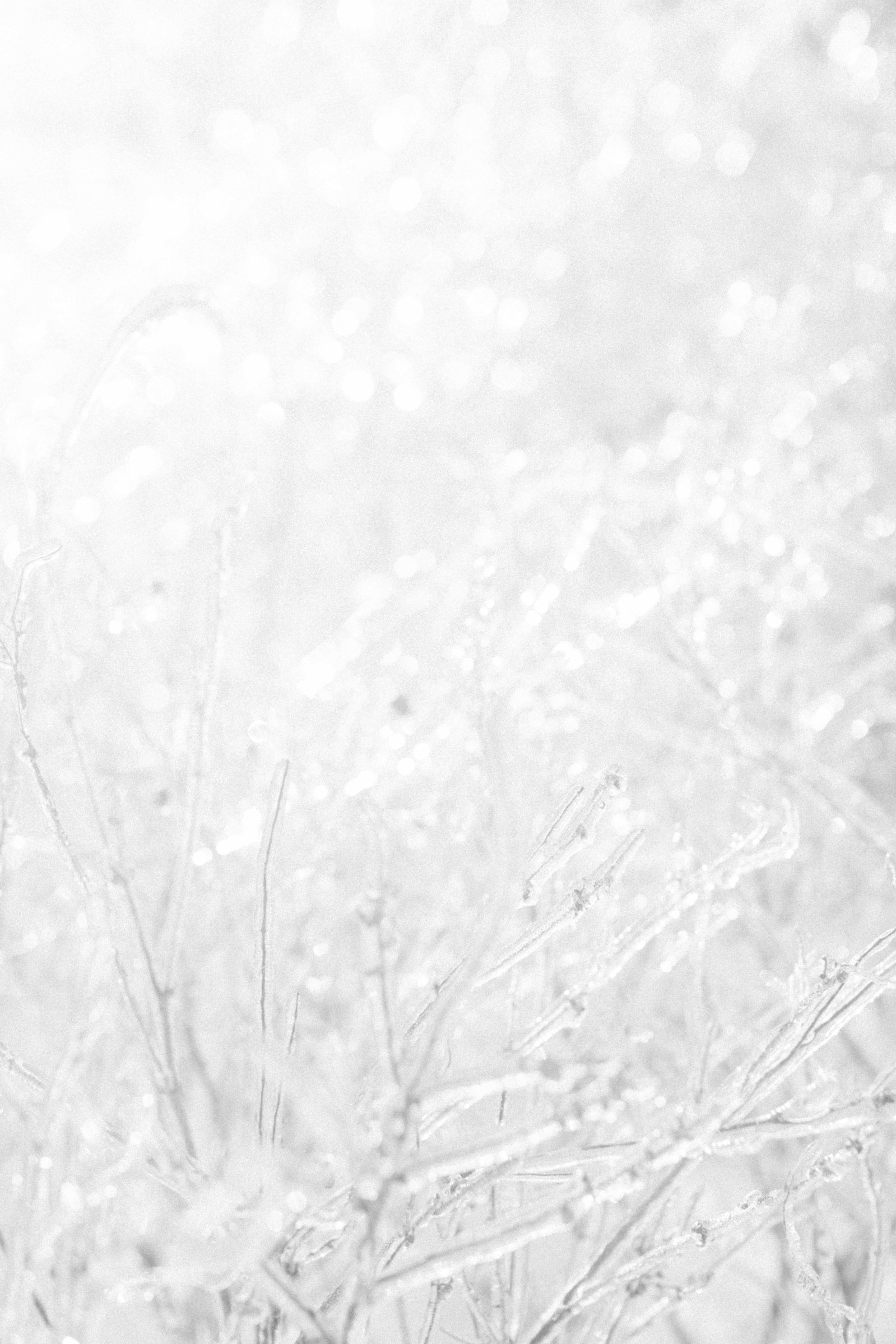 Black & white detailed photo of ice around plants. Emily VanderBeek Photography, nature photographer, Champlain Ontario, Discover Ontario, Niagara Photographer, Champlain Photographer, Vaudreuil-Soulanges Photographer.