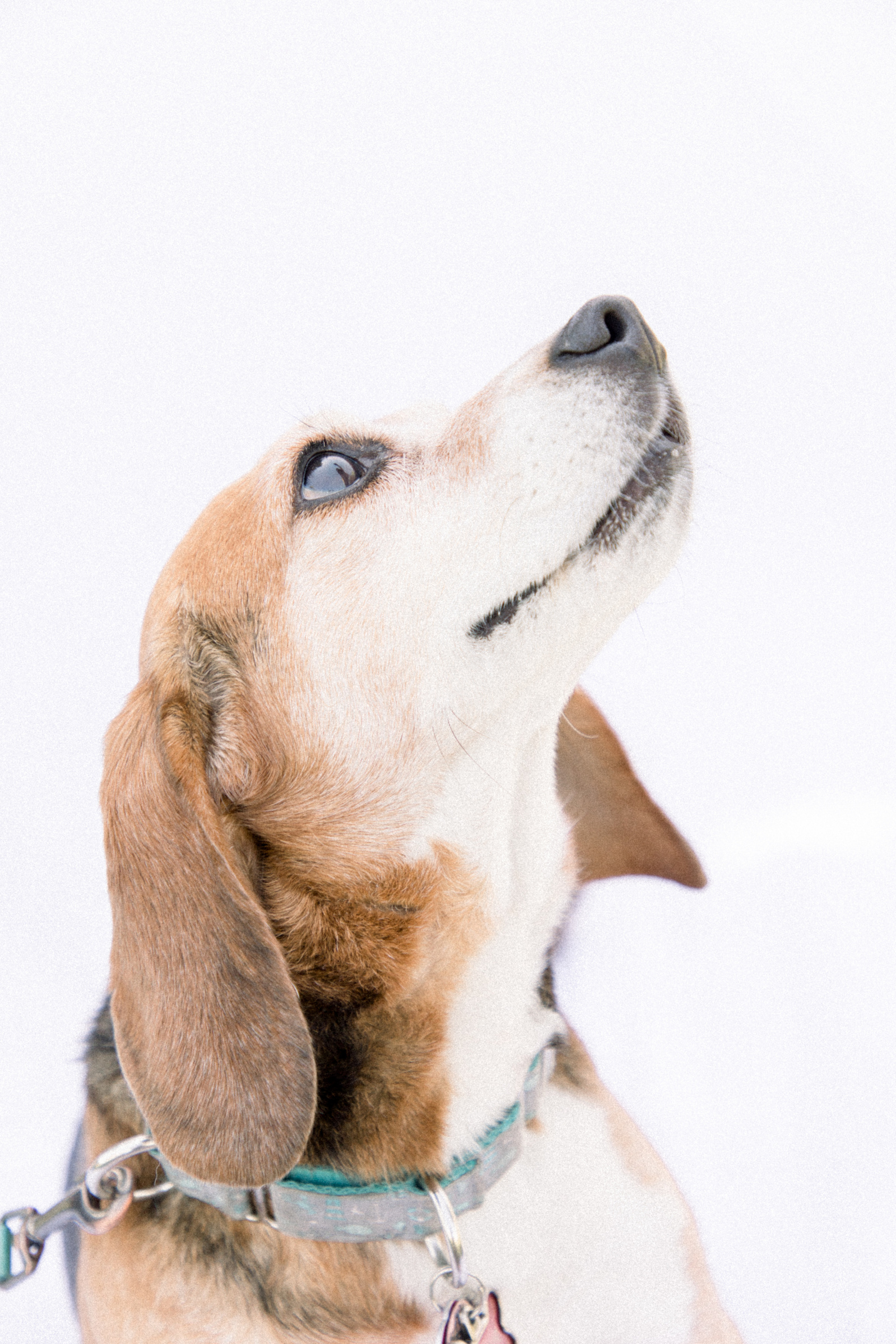 Light and airy photo of a beagle sitting down, looking up. Emily VanderBeek Photography, Niagara portrait photographer, Niagara family photographer, candid photography, authentic photography, Ottawa portrait photographer, pet photography.