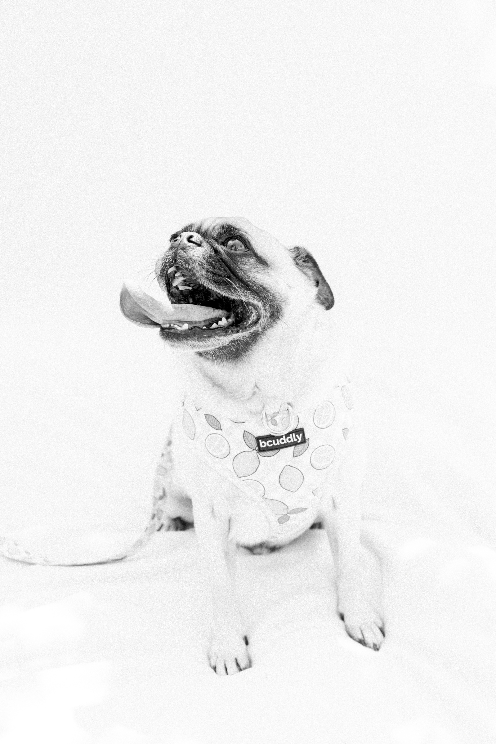 Light and airy photo of a small dog sitting down, looking up at the camera. Emily VanderBeek Photography, Niagara portrait photographer, Niagara family photographer, candid photography, authentic photography, Ottawa portrait photographer, pet photography.