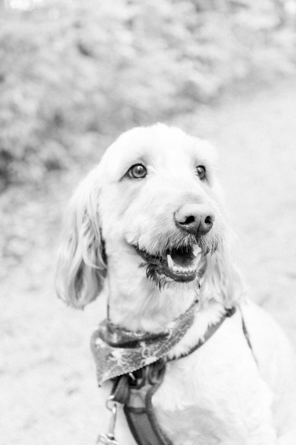 Black and white candid photo of a dog on a trail, Fall photos, Niagara family photographer, family photography, Niagara portrait photographer, portrait photography, Emily VanderBeek Photography.