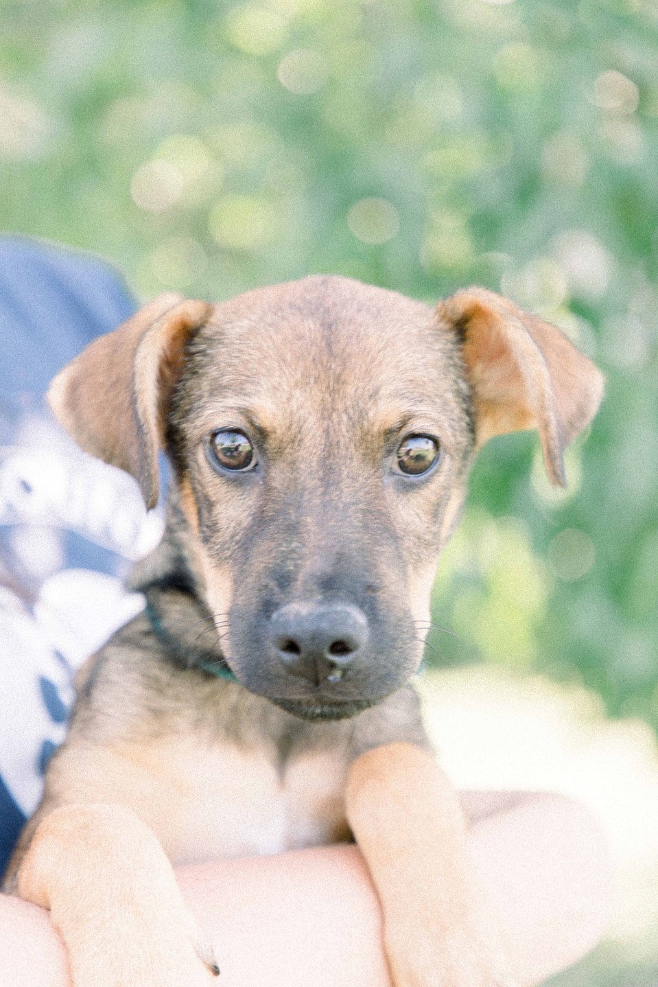 Portrait of a small puppy on a sunny day, Niagara portrait photographer, portrait photography, Niagara family photographer, family photography, pet photography, Emily VanderBeek Photography.