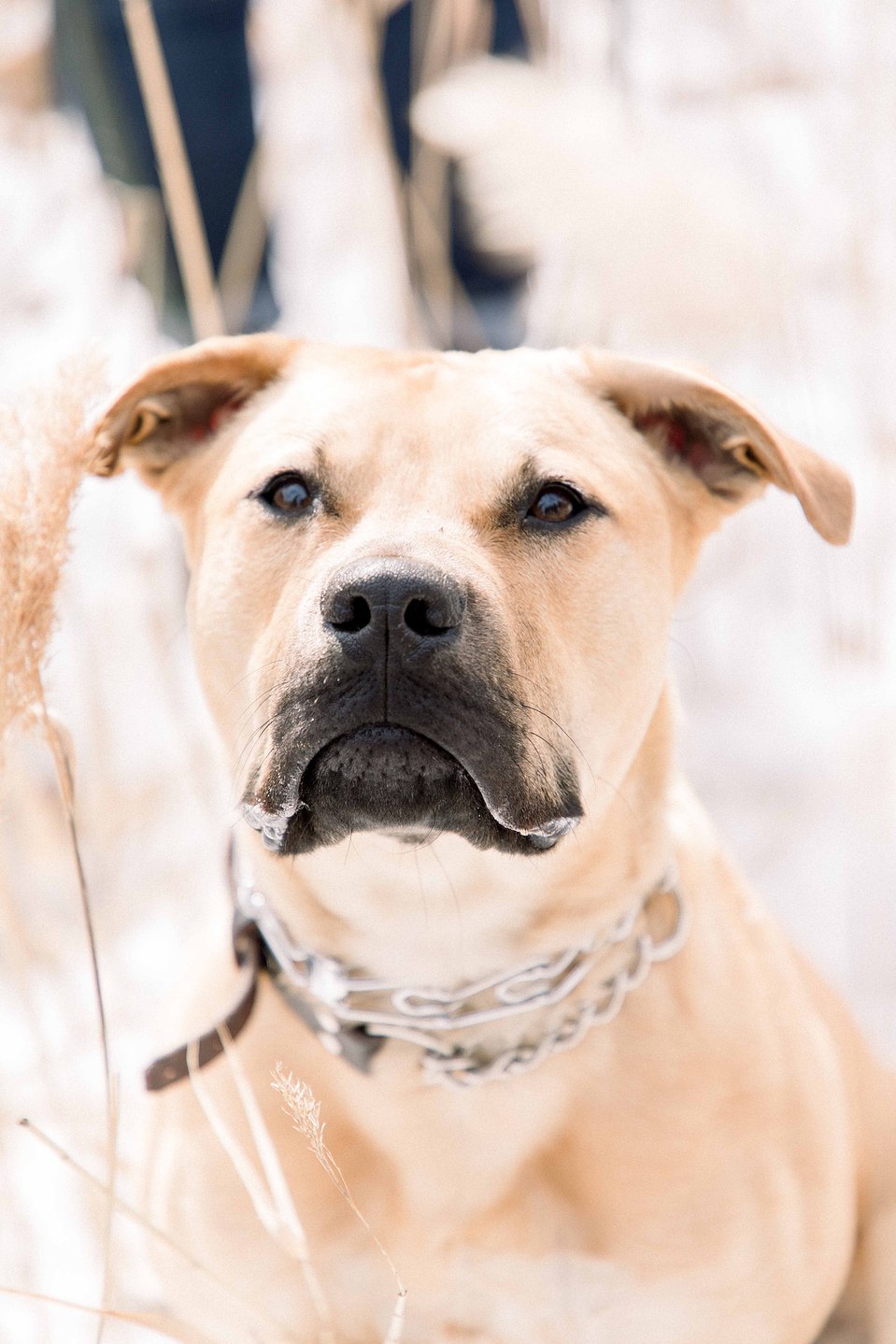 Candid portrait beige dog sitting in long grass, Niagara family photographer, family photography, Niagara portrait photographer, portrait photography, Emily VanderBeek Photography.