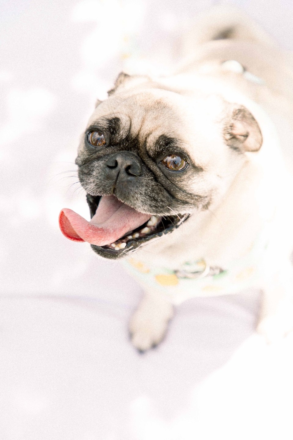 Portrait of pug in front of a white backdrop, Niagara portrait photographer, portrait photography, Niagara family photographer, family photography, pet photography, Emily VanderBeek Photography.