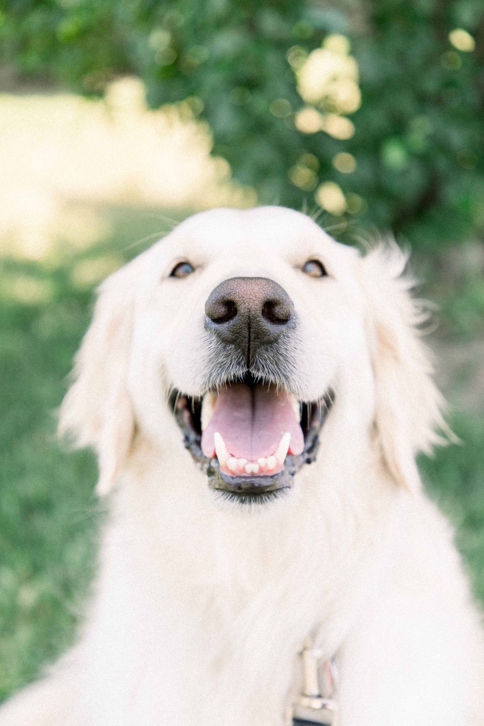 Portrait of a golden retriever smiling on a sunny day, Niagara portrait photographer, portrait photography, Niagara family photographer, family photography, pet photography, Emily VanderBeek Photography.
