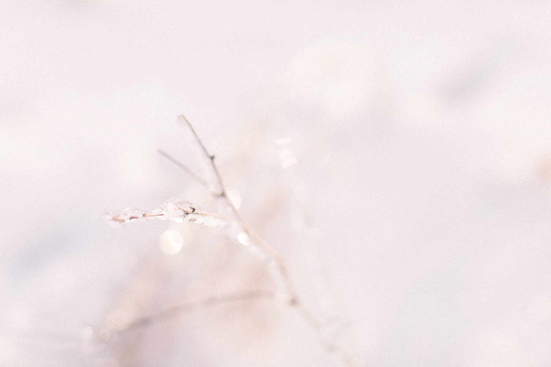 Detailed close up photo of ice around plants. Emily VanderBeek Photography, nature photographer, Champlain Ontario, Discover Ontario, Niagara Photographer, Champlain Photographer, Vaudreuil-Soulanges Photographer.