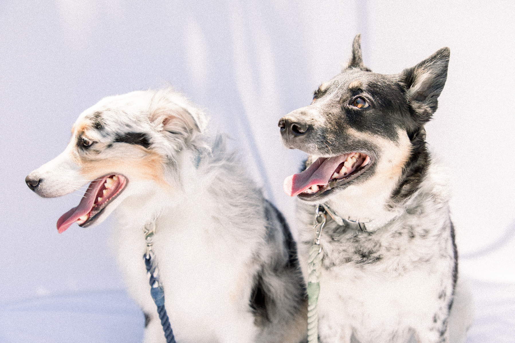 Light and airy portrait of two dogs looking away from the camera. Emily VanderBeek Photography, Niagara portrait photographer, Niagara family photographer, candid photography, authentic photography, Ottawa portrait photographer, pet photography.