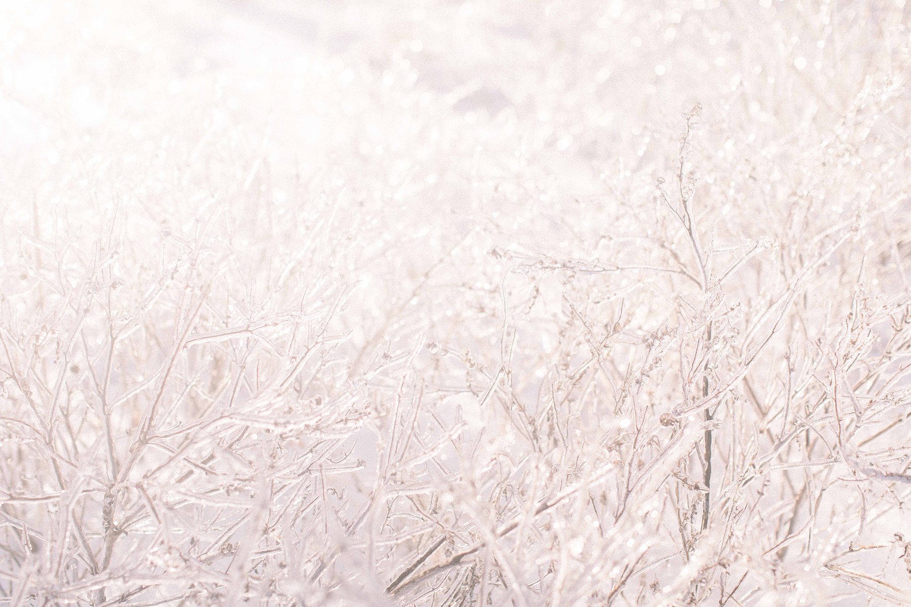Landscape photo of ice around plants. Emily VanderBeek Photography, nature photographer, Champlain Ontario, Discover Ontario, Niagara Photographer, Champlain Photographer, Vaudreuil-Soulanges Photographer.