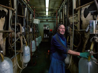 A dairy farmer standing in the milking pit, where dairy cows are milked with automated milkers. Cows in stalls on either side of him. 