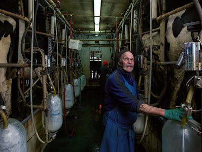A dairy farmer standing in the milking pit, where dairy cows are milked with automated milkers. Cows in stalls on either side of him.